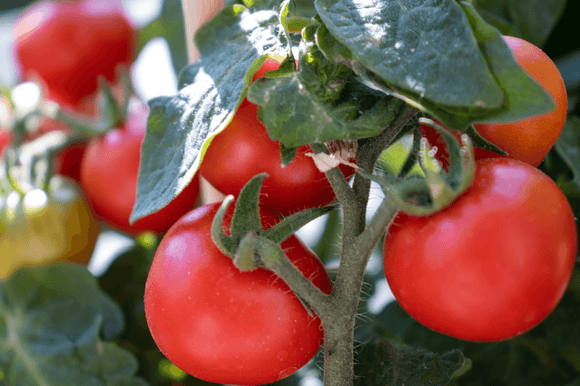 How to Successfully Grow Tomato and Pepper Plants from Seed - The Living Seed Company