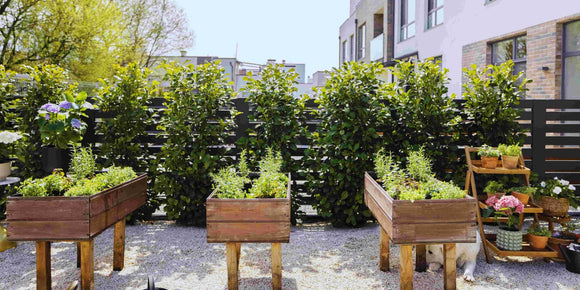 Planting an Urban Garden From Seed - The Living Seed Company