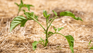 Saving Water and Preventing Weeds : The Power of Mulching