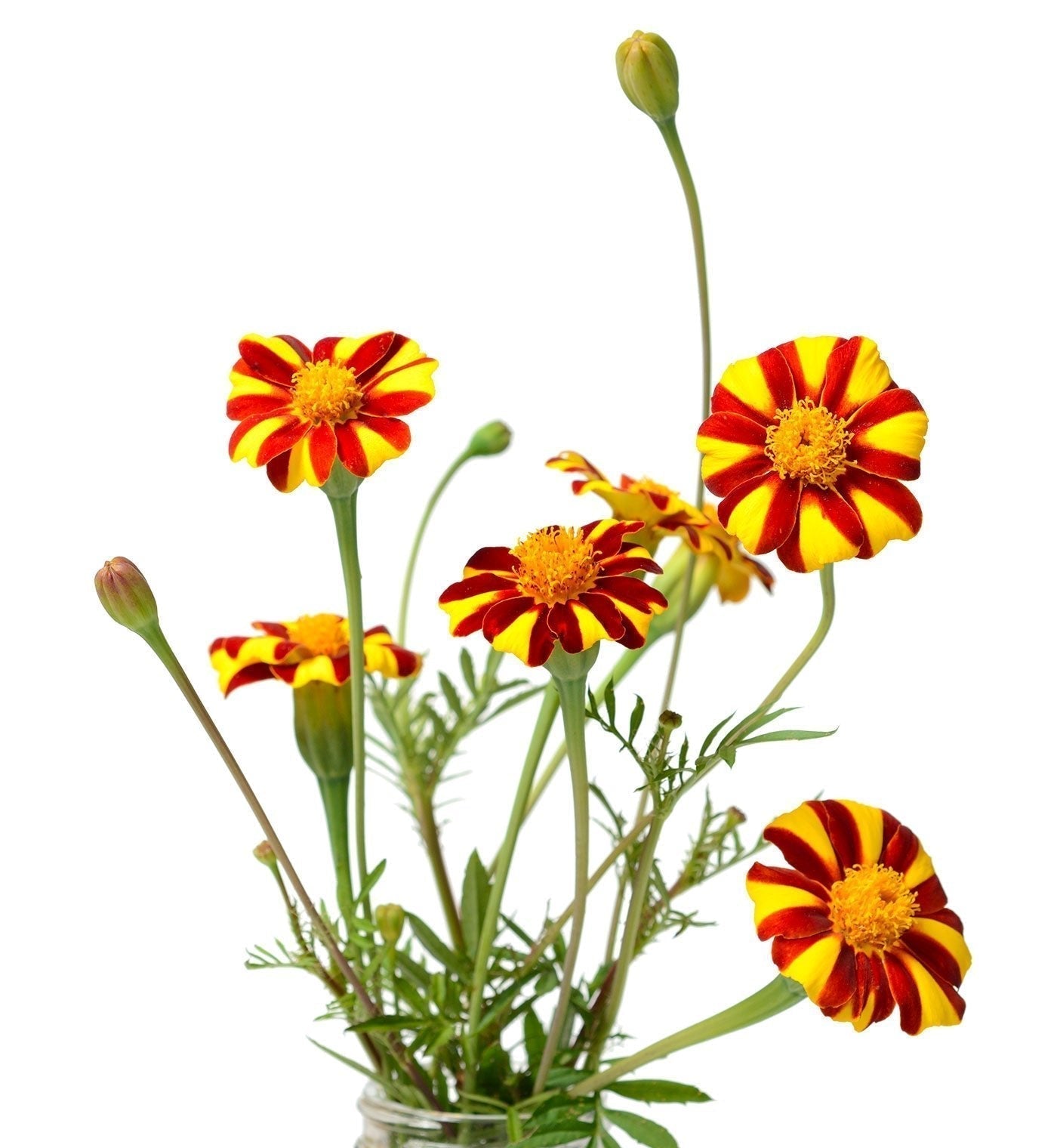 Organic French Marigold Seeds Heirloom Non GMO Open Pollinated  The Living  Seed Company