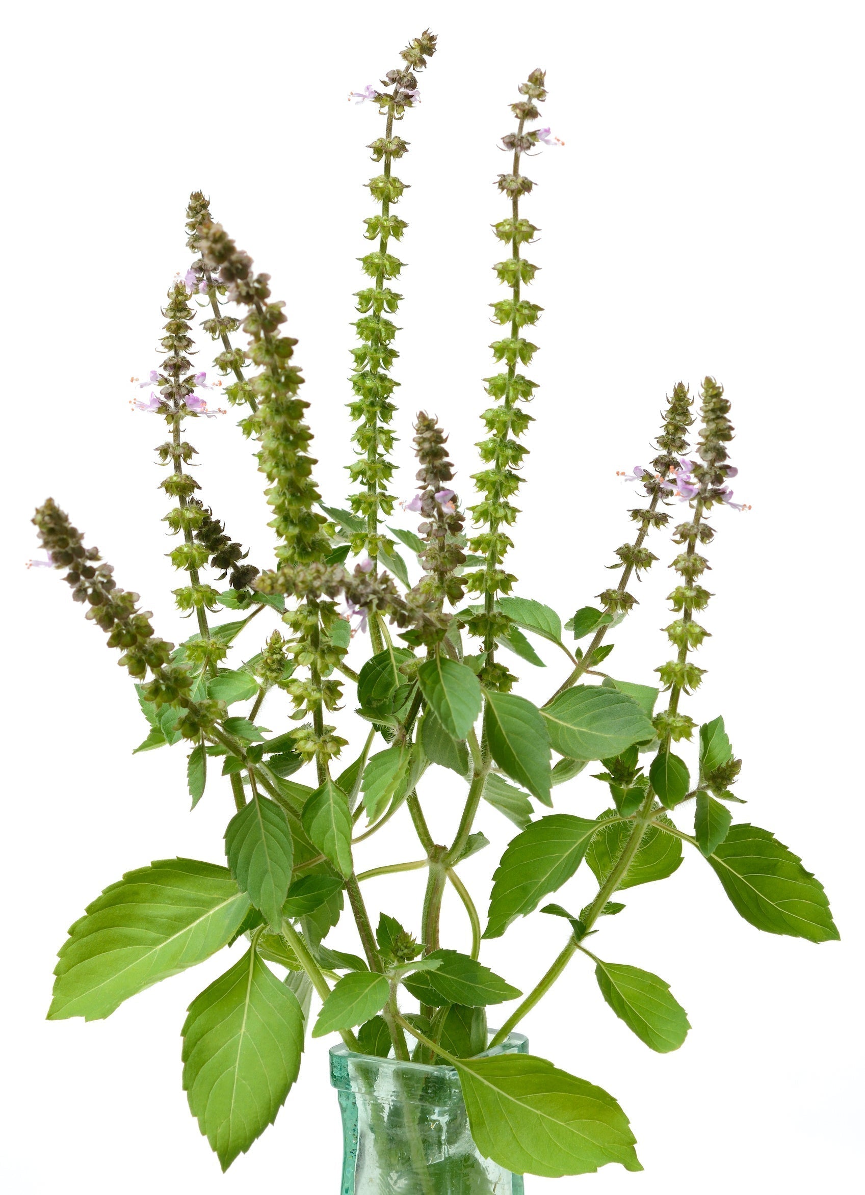 Medicinal Herbs  Tagged "Drought Tolerant" The Living Seed Company