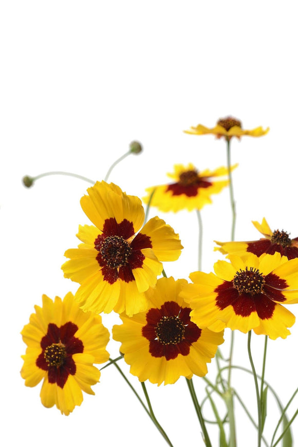 Plains Coreopsis | The Living Seed Company LLC