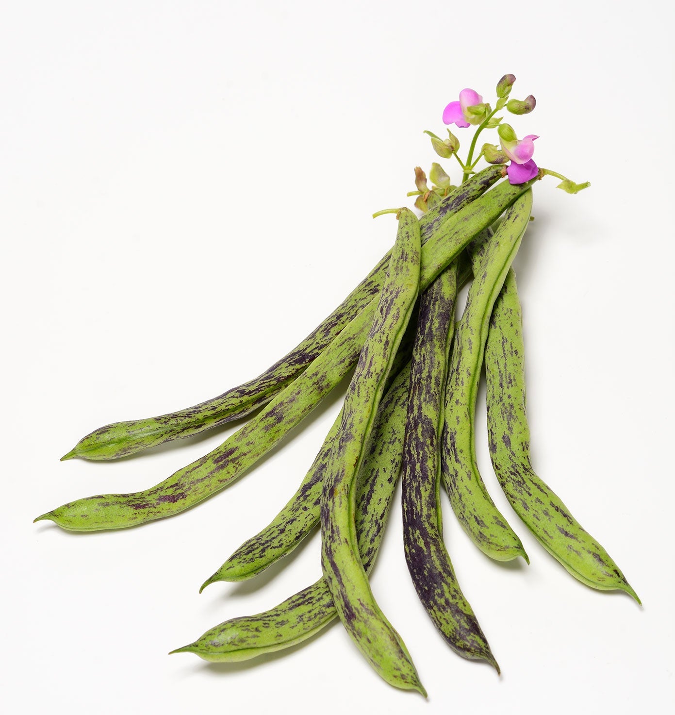 planting rattle snake beans utube Organic Rattlesnake Pole Bean Phaseolus vulgaris non-GMO Open Seeds – The Living Seed Company