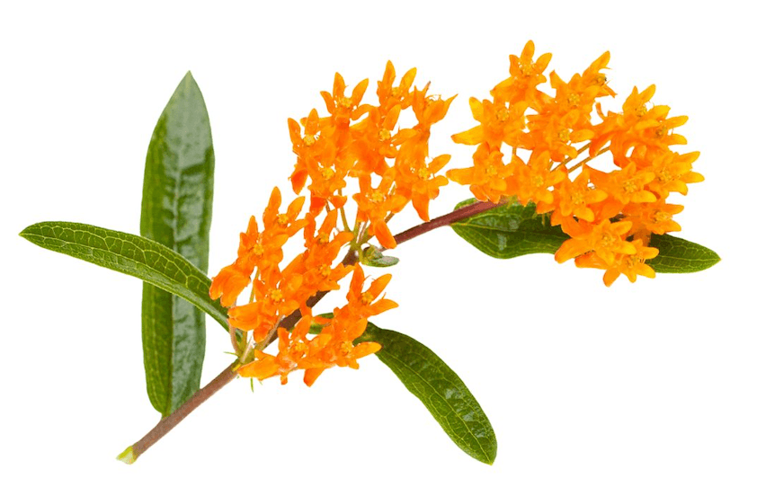 milkweed from seed to flower Butterfly Milkweed Seeds