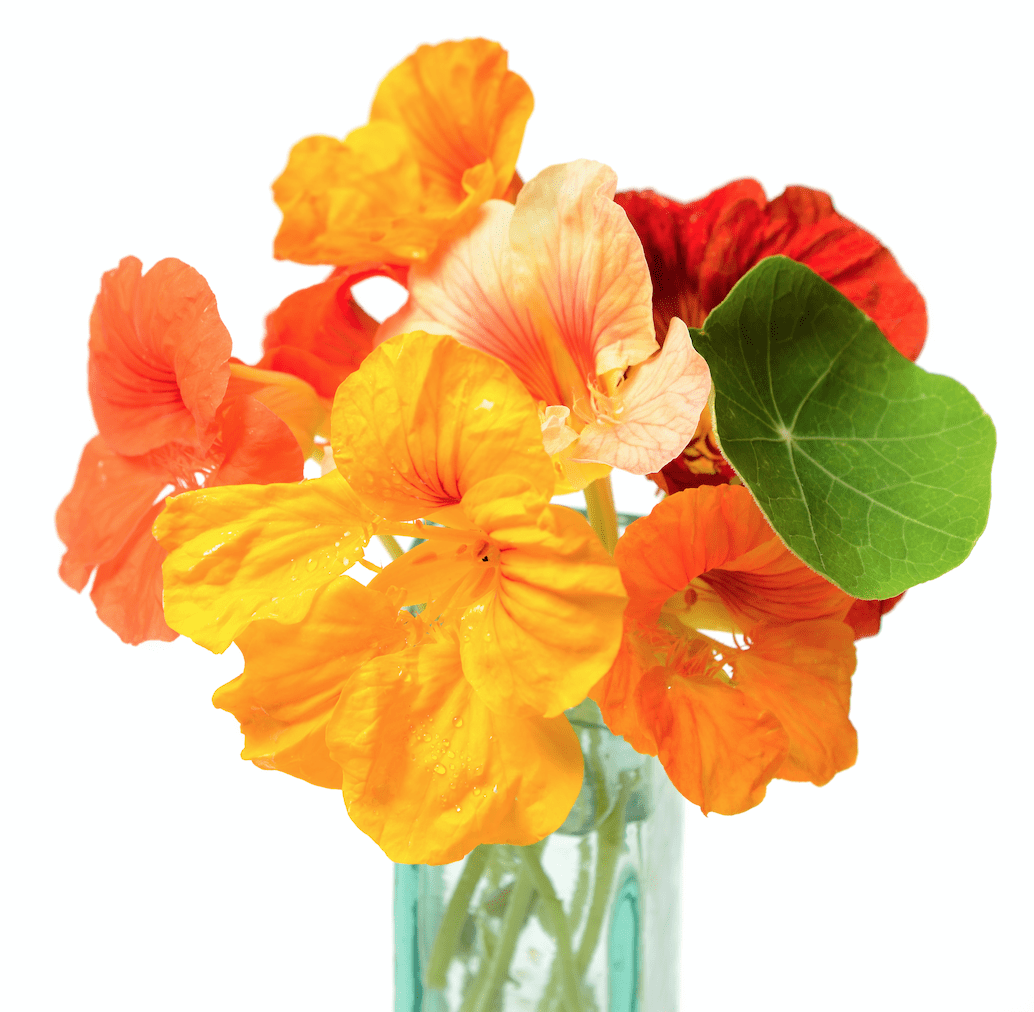 silk flower seeds Best Neonicotinoid-Free Dwarf Jewel Nasturtium Mix Seeds