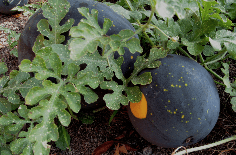 watermelon seed plant Moon & Stars Watermelon - Citrullus lanatus