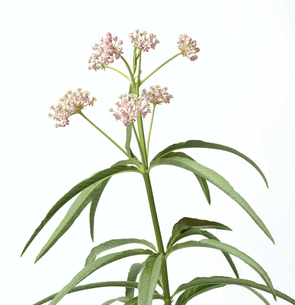 online plant and seed companies Narrowleaf Milkweed