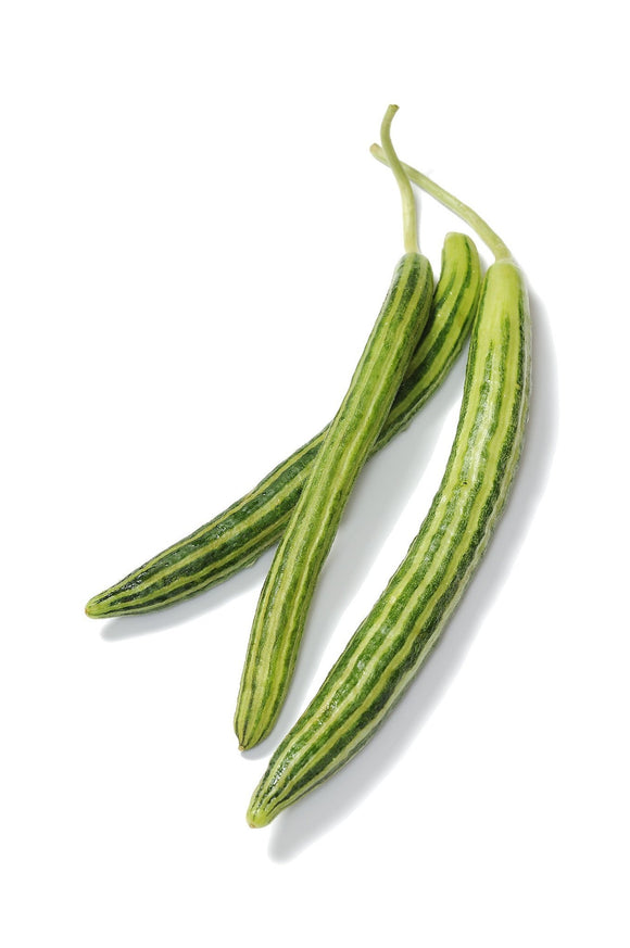 Organic Striped Armenian Cucumber Seeds (Cucumis melo) | The Living Seed Company LLC