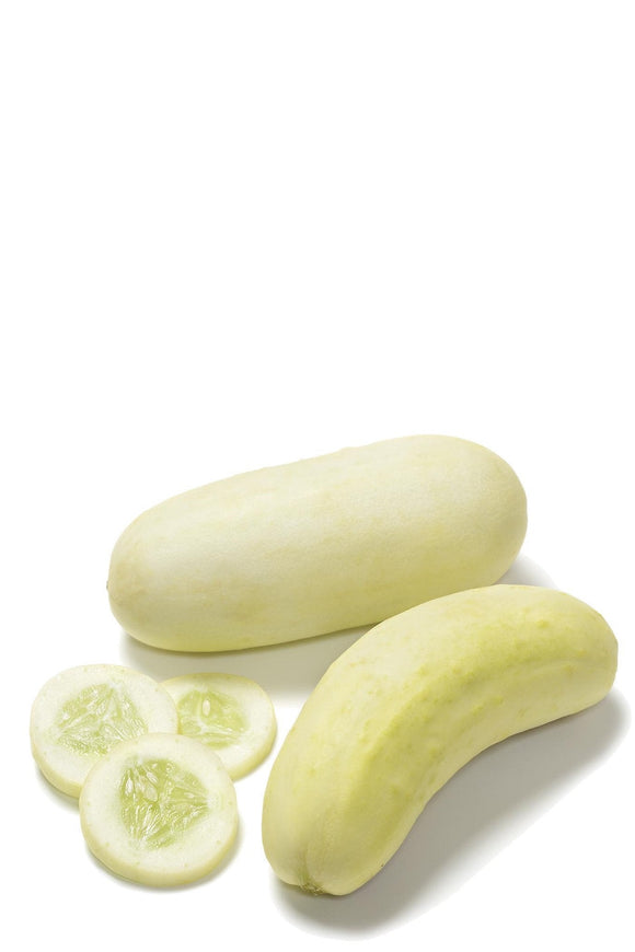 Organic Boothby’s Blonde Cucumber - Cucumis sativus | The Living Seed Company LLC