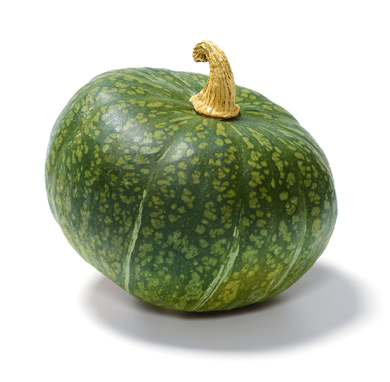 burgess seed & plant co phone number Organic Burgess Buttercup Winter Squash Cucurbita maxima non-GMO Seeds