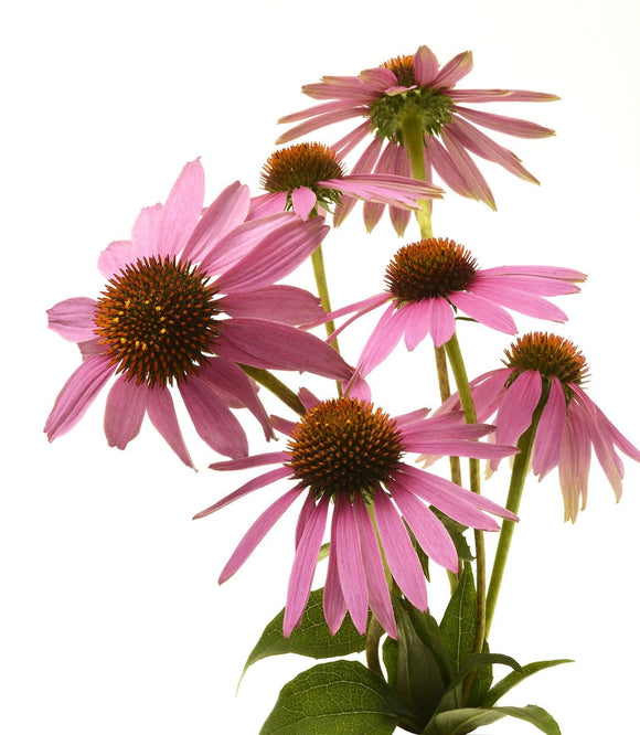 Organic Echinacea - Echinacea purpurea | The Living Seed Company LLC
