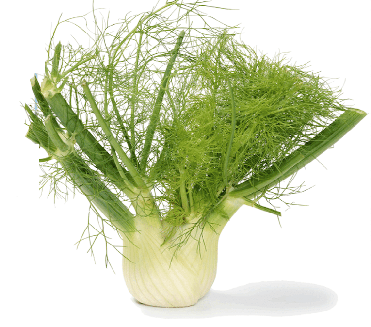 fennel seeds on plant Organic Florence Fennel Seeds – Heirloom Non-GMO Bulb Fennel Variety