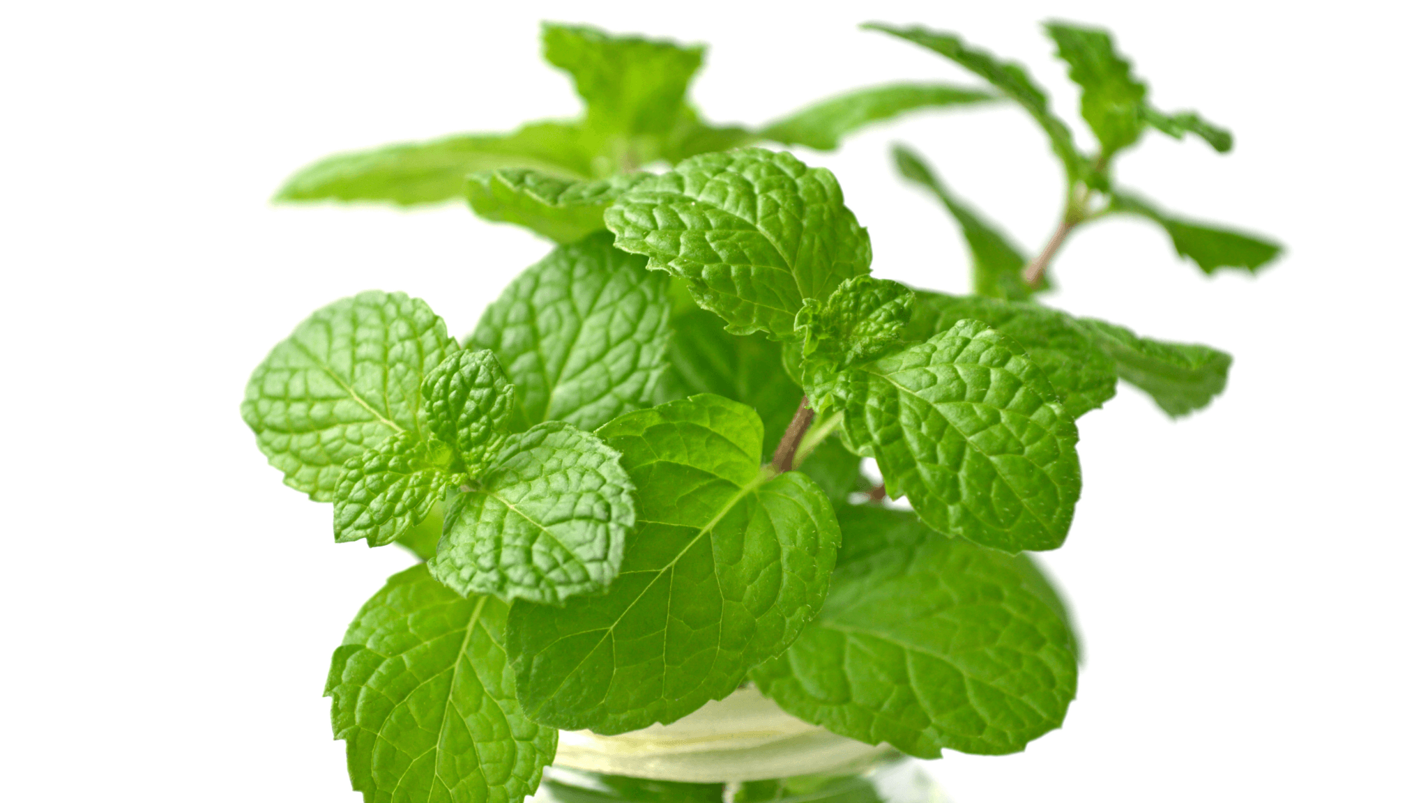 melissa plant seeds Organic Lemon Balm