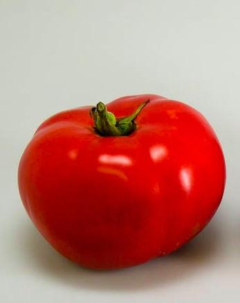 Organic Moskvich Tomato - Lycopersicon lycopersicum | The Living Seed Company LLC