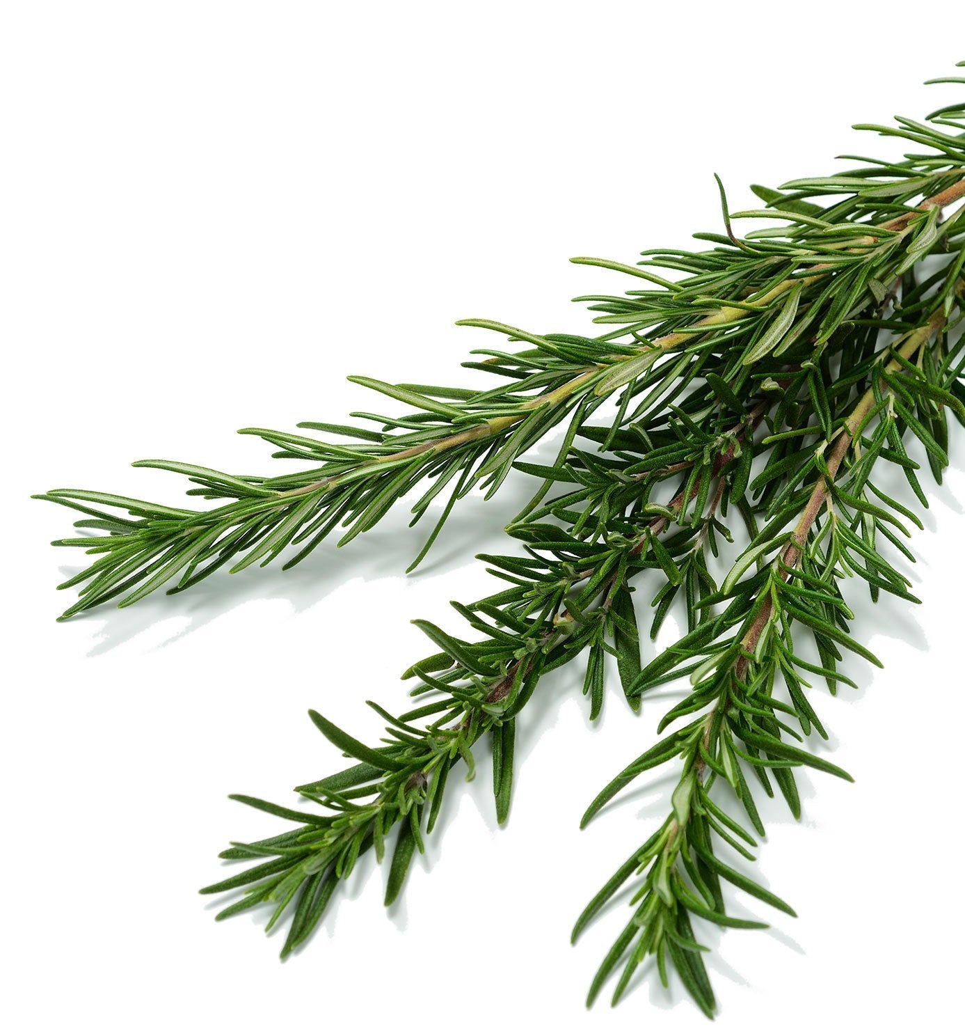 rose mary seeds Organic Rosemary Seeds
