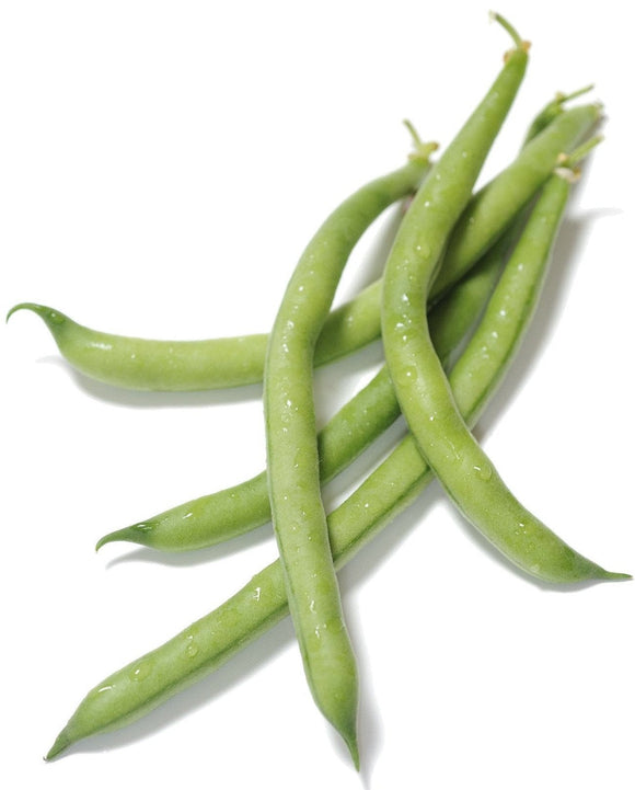 Organic Tendergreen Bush Bean - Phaseolus vulgaris | The Living Seed Company LLC