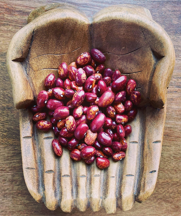 Organic Whipple Bush Bean Seeds (Phaseolus vulgaris) | The Living Seed Company LLC