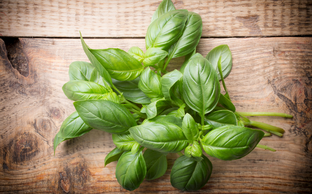 Best Way to Harvest Basil