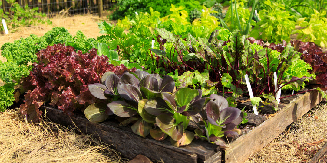 beginner vegetable garden in containers