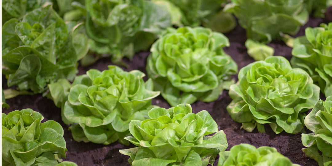 Easiest Vegetables to Grow for Beginners | Simple Garden Success