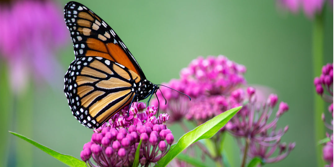 Why Native Milkweed Matters for Monarchs