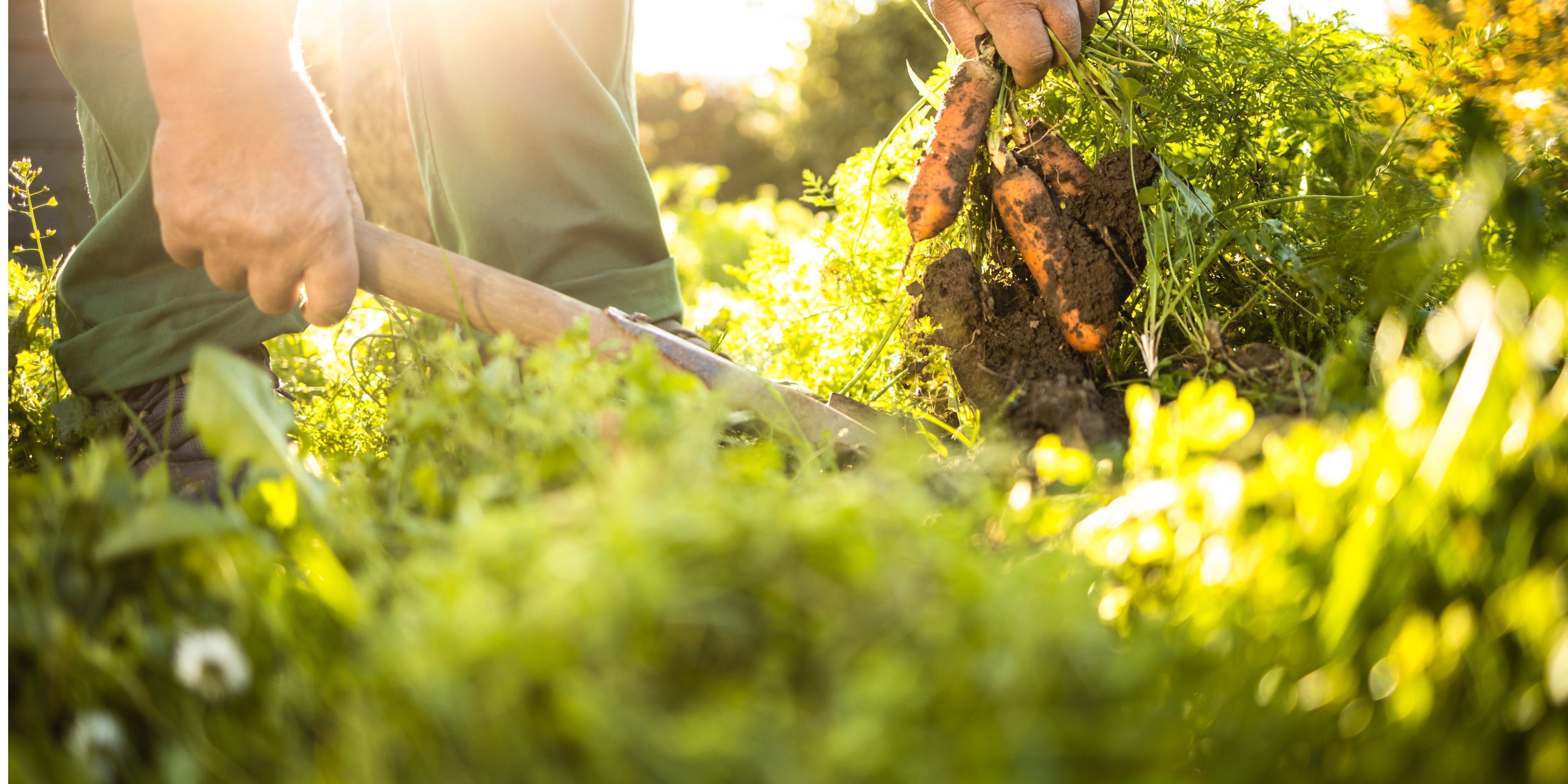 Exploring the Essence of Permaculture: A Journey Towards Sustainable Living