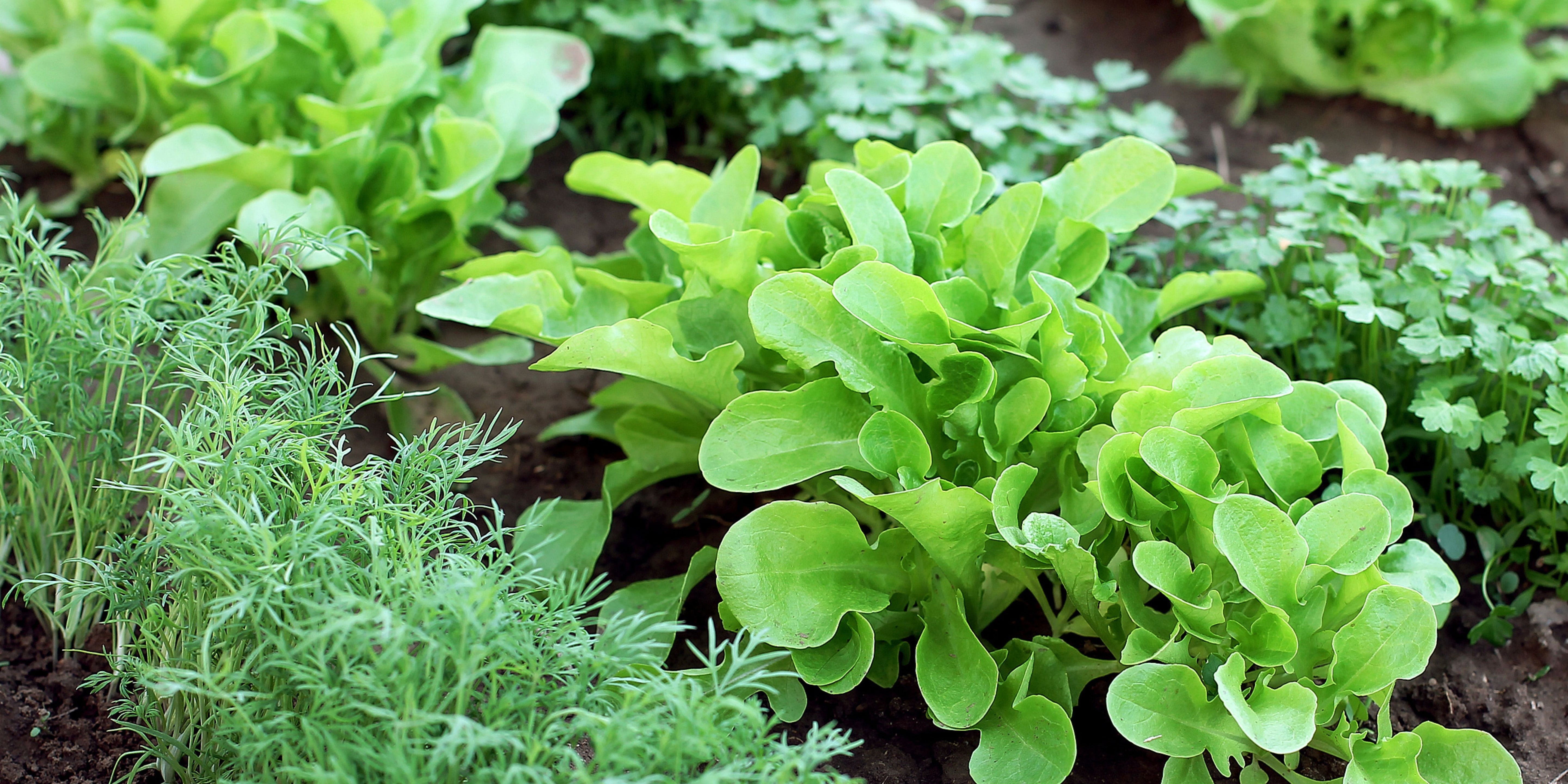 How to Plant a Salad Garden: A Beginner's Guide