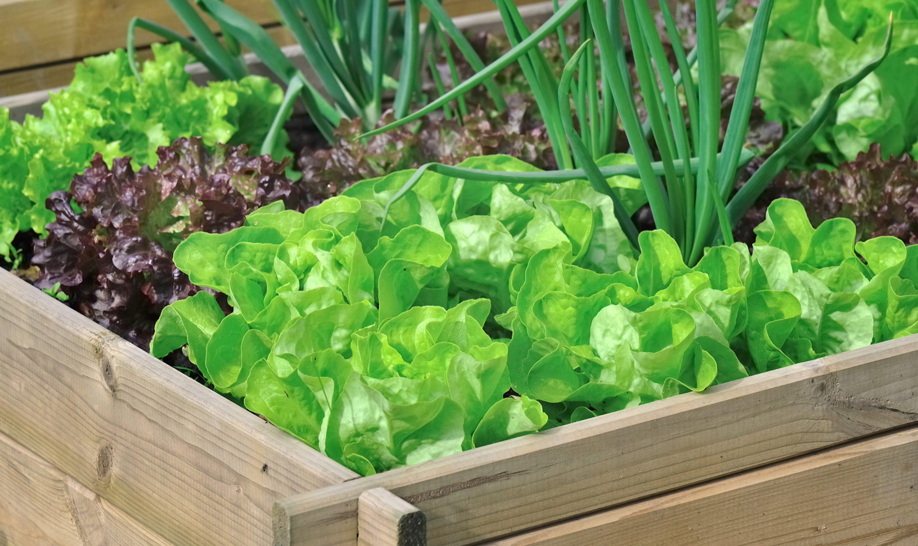 Mastering Small Space Gardening: Growing Seeds in Compact Spaces