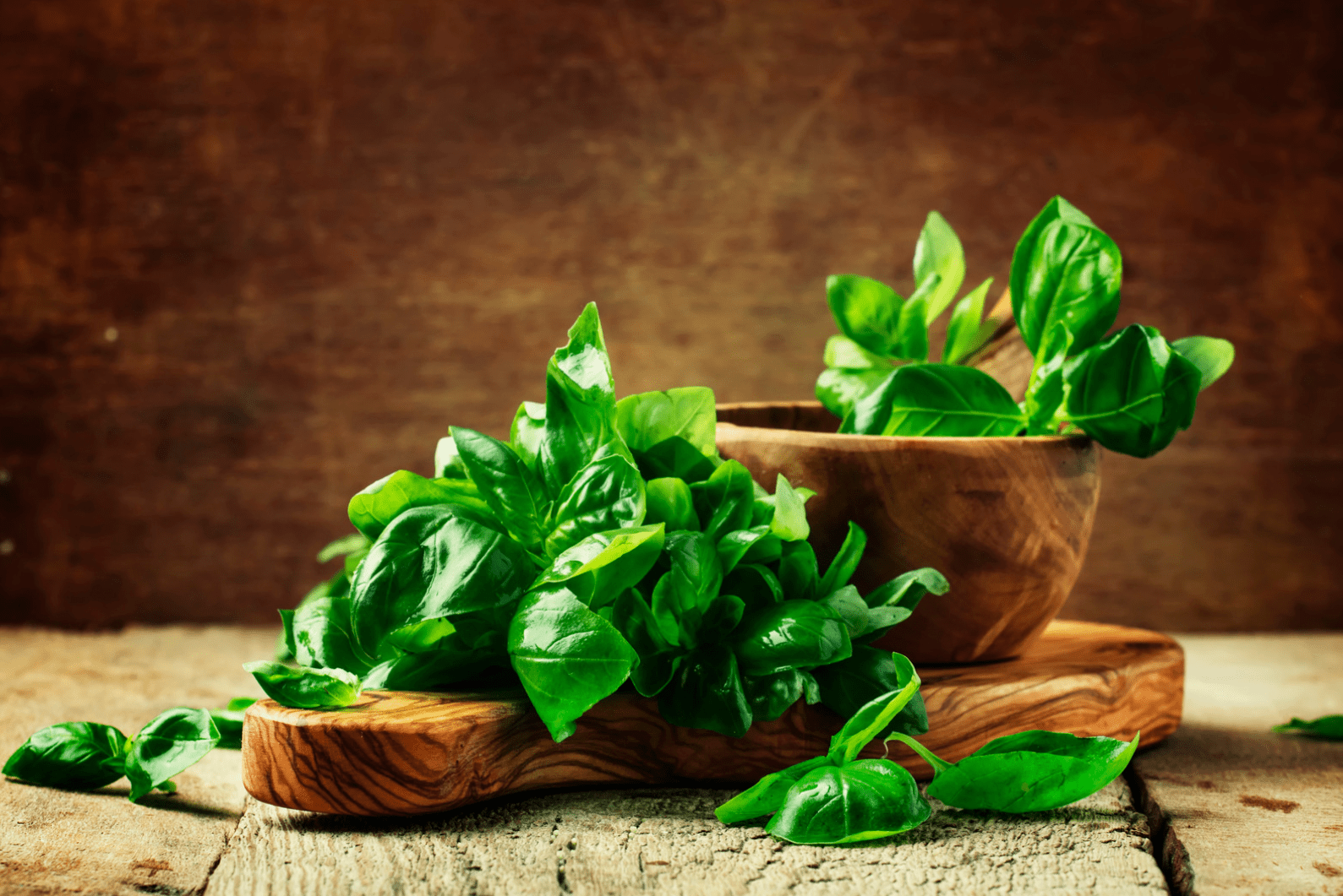 Best Way to Harvest Basil - The Living Seed Company