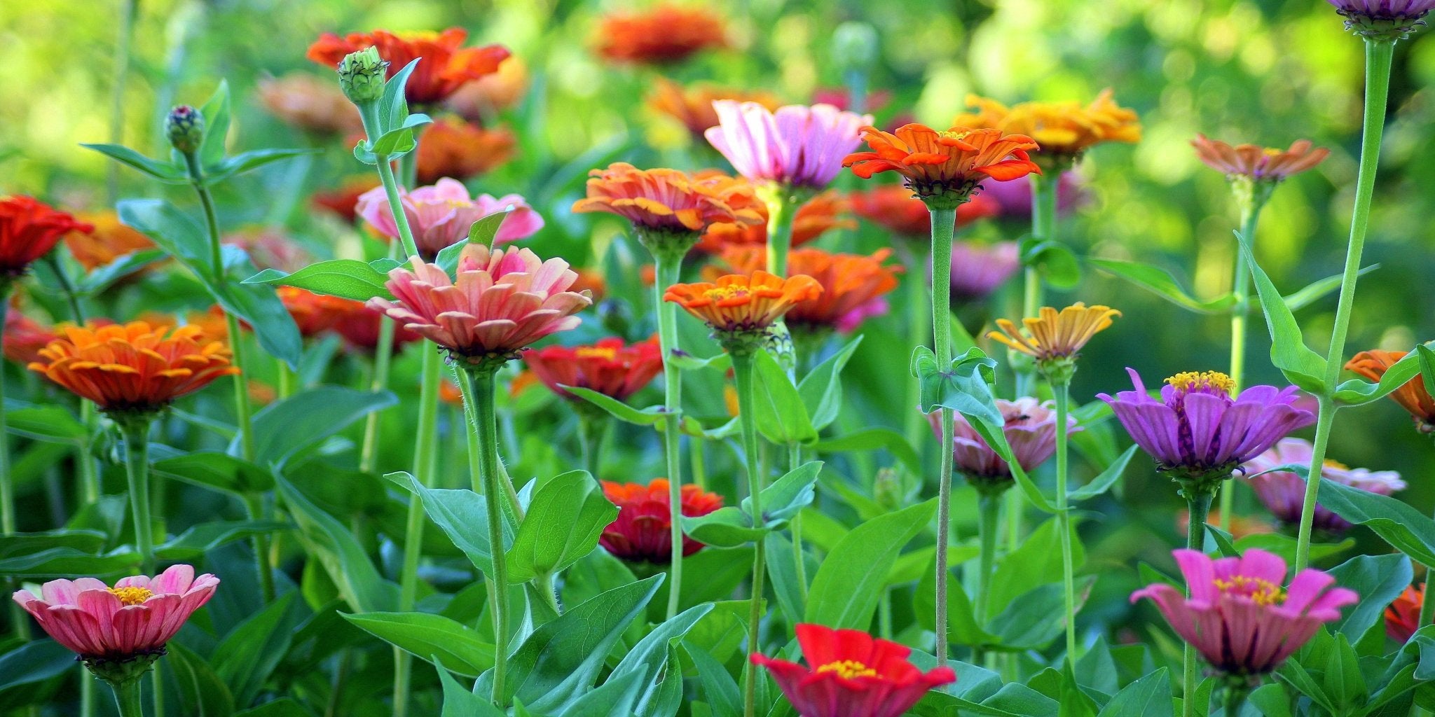 How Flowers Benefit Vegetable Gardens - The Living Seed Company
