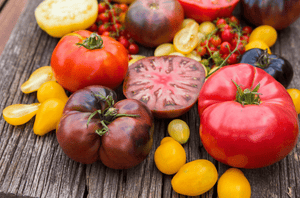 How To Prevent Tomato Blight and Disease