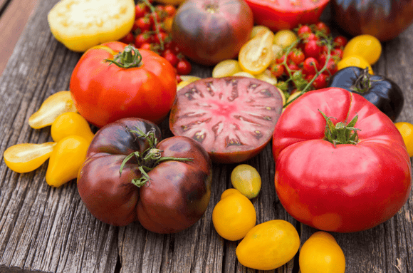 How To Prevent Tomato Blight and Disease - The Living Seed Company