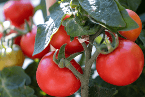 How to Successfully Grow Tomato and Pepper Plants from Seed