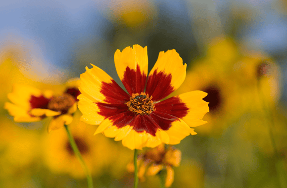 Perfect Flowers To Plant in the Summer - The Living Seed Company