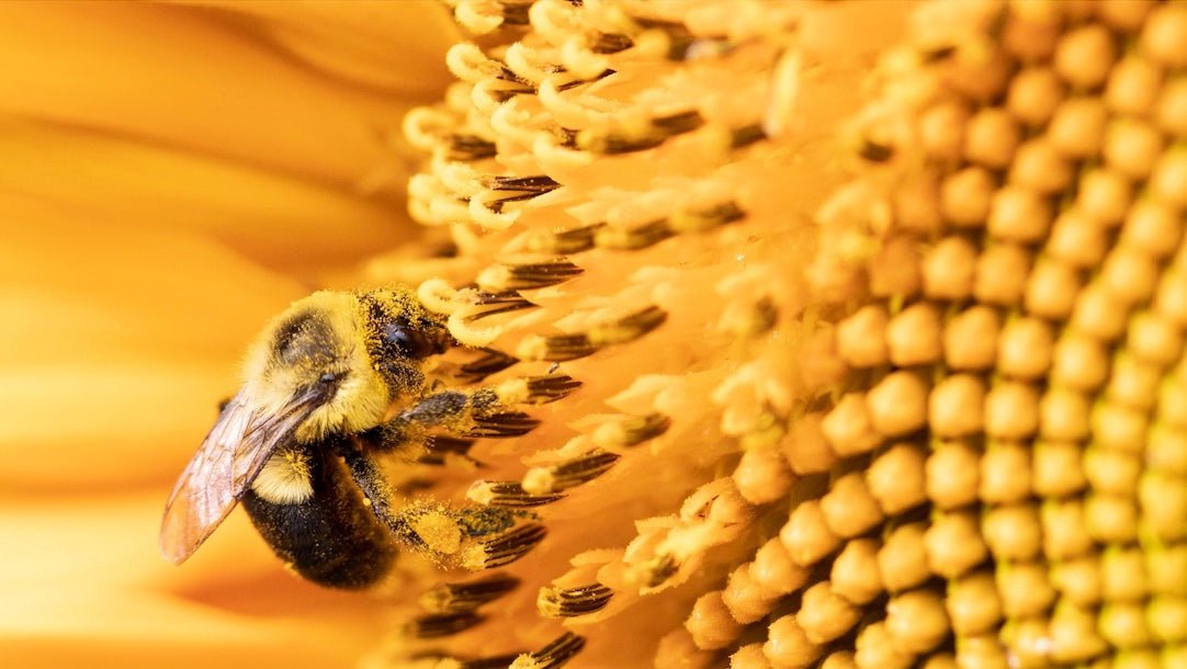Planting a Garden for Birds, Bees & Butterflies - The Living Seed Company