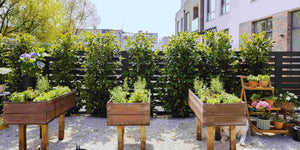 Planting an Urban Garden From Seed
