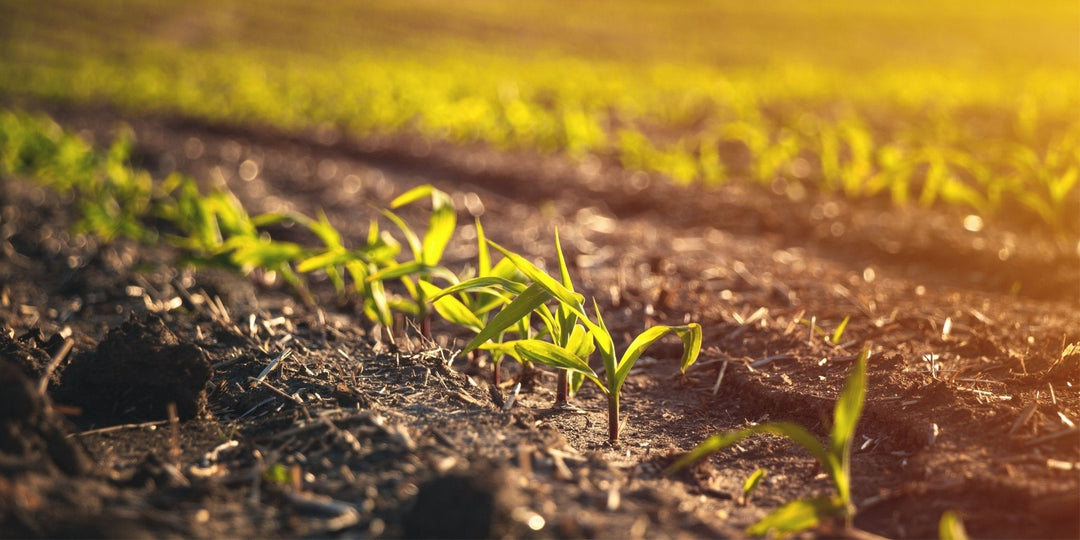 Regenerative Agriculture: Cultivating Resilience - The Living Seed Company