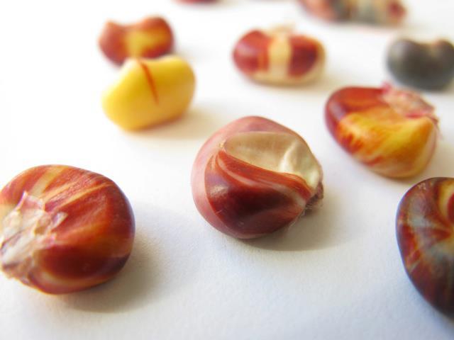 Seeds and Their Magic - The Living Seed Company