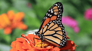 Seeds That Attract Butterflies in Your Garden