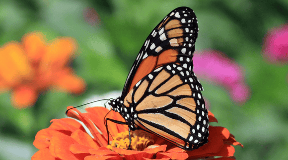 Seeds That Attract Butterflies in Your Garden - The Living Seed Company