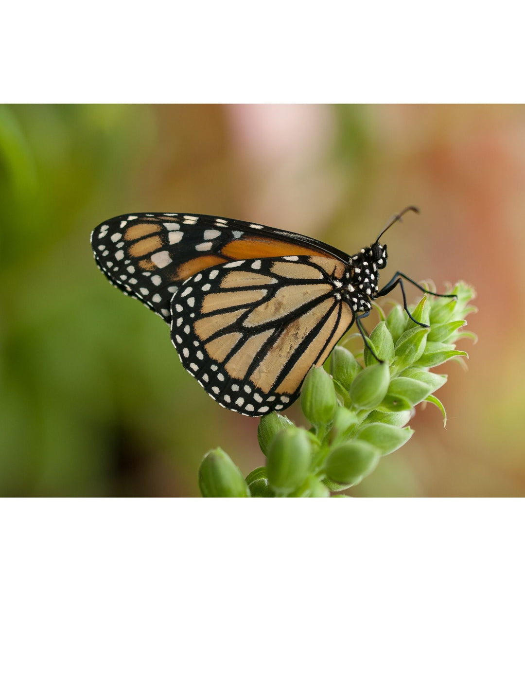 Why Native Milkweed Matters for Monarchs - The Living Seed Company