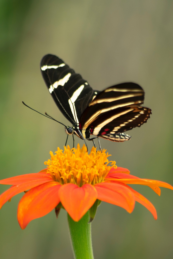 Butterfly Flower Seeds | The Living Seed Company LLC