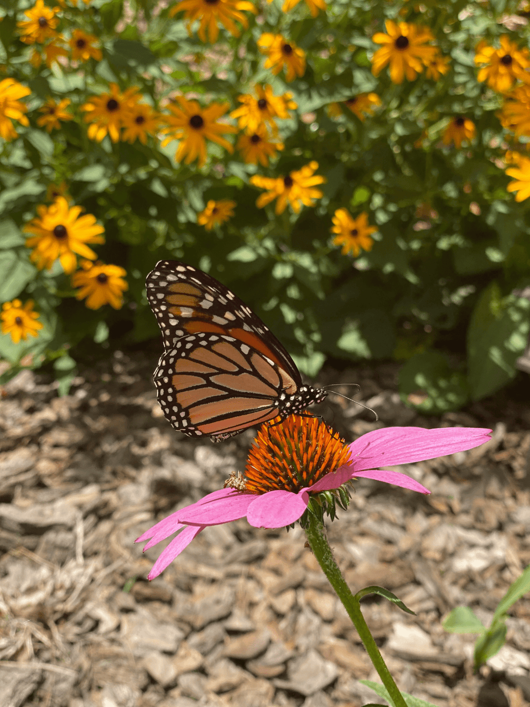 Butterfly Flower Seeds - The Living Seed Company