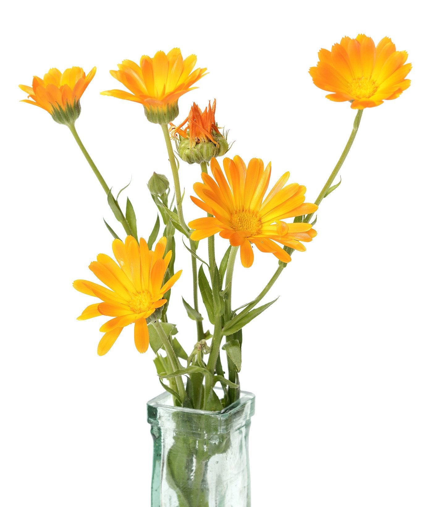 Calendula | The Living Seed Company LLC