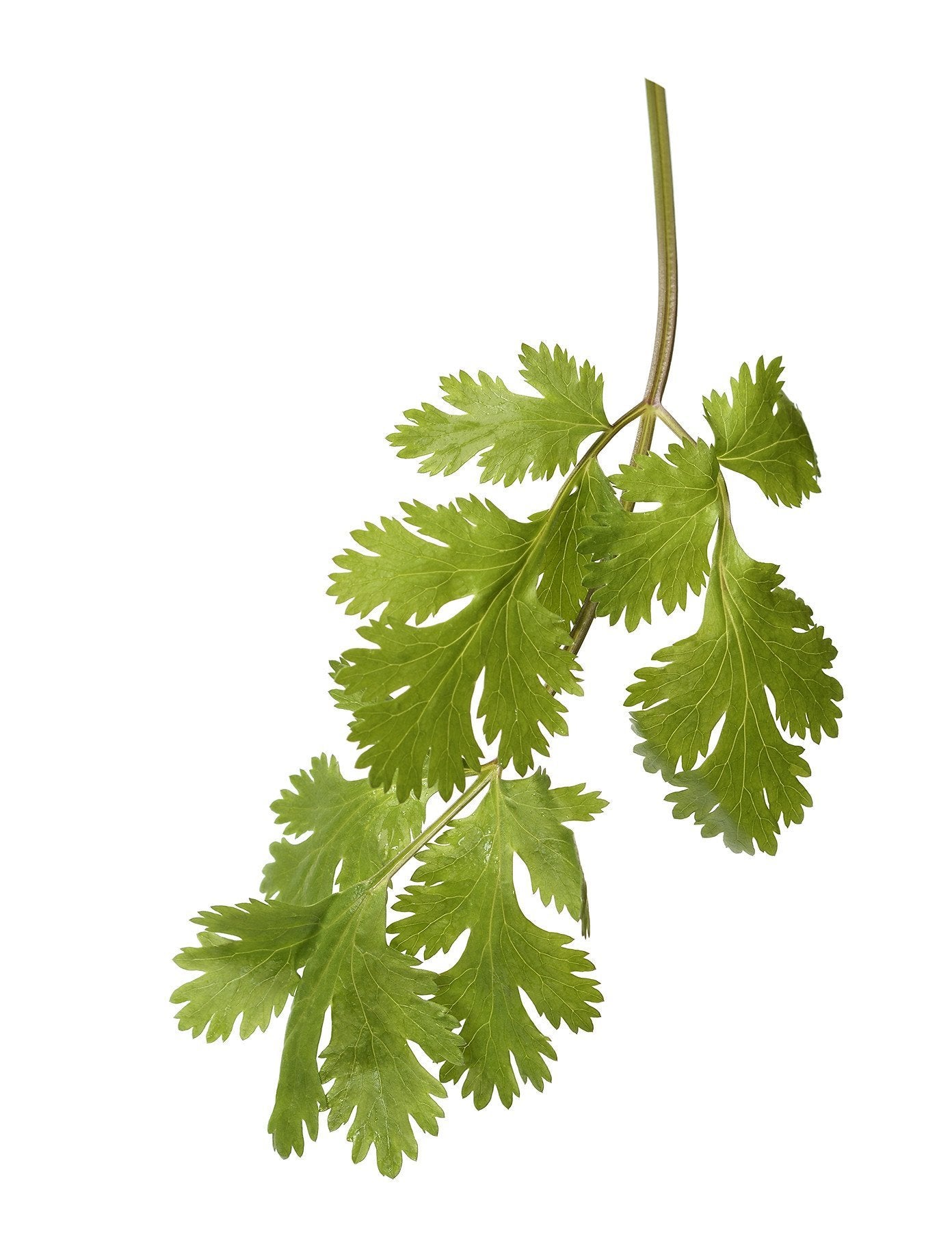 Cilantro | The Living Seed Company LLC