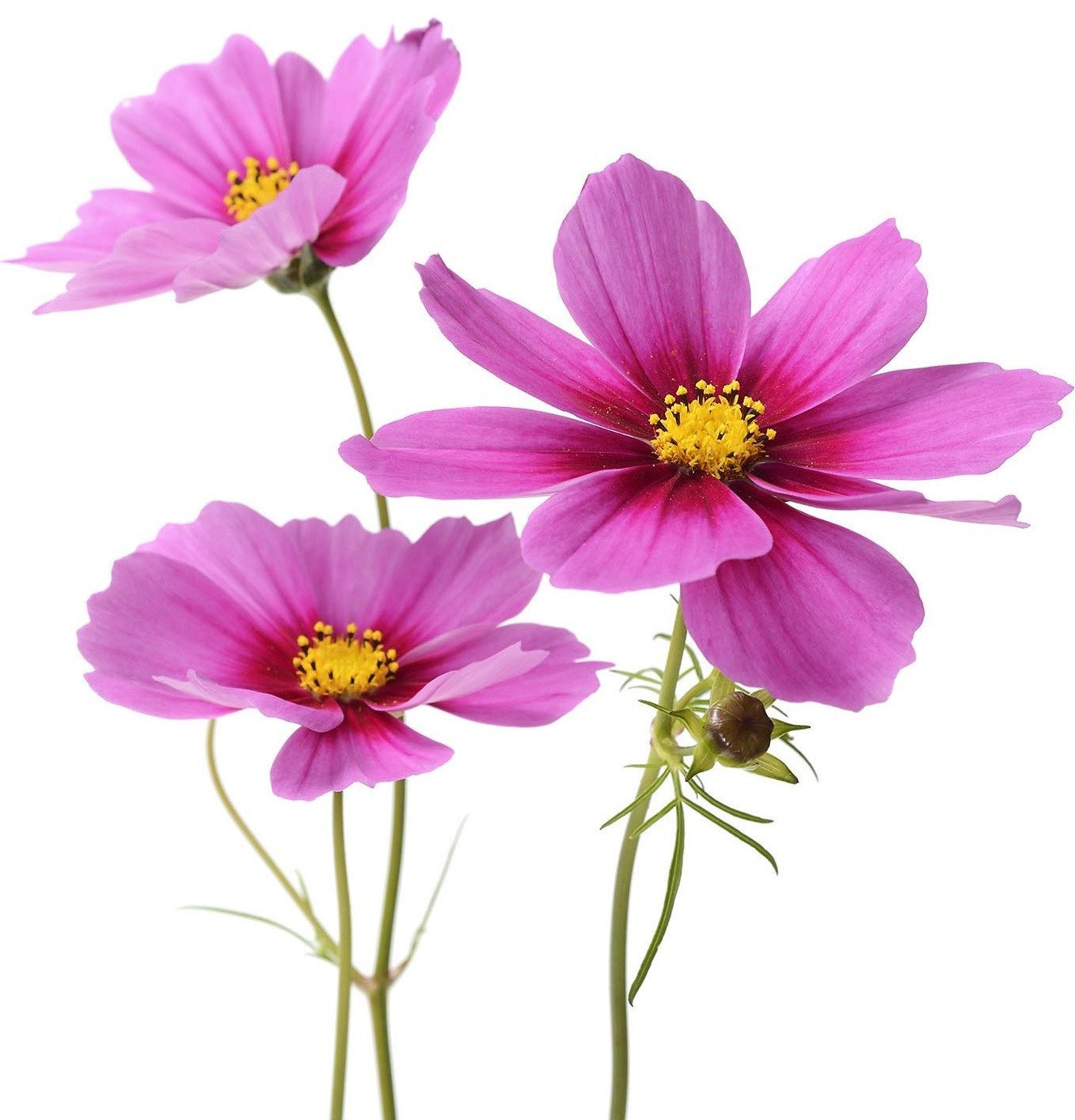 Cosmos | The Living Seed Company LLC