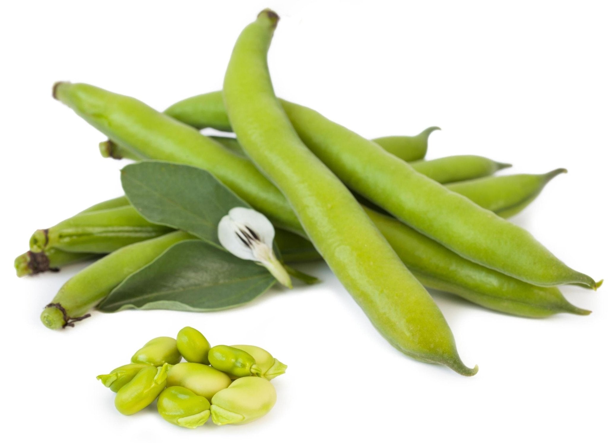 Fava - The Living Seed Company LLC