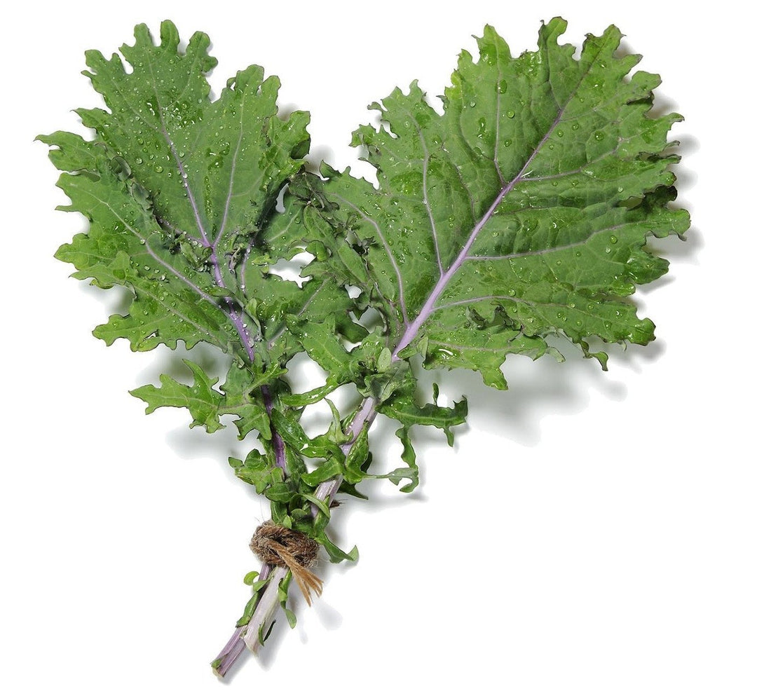 Kale | The Living Seed Company LLC