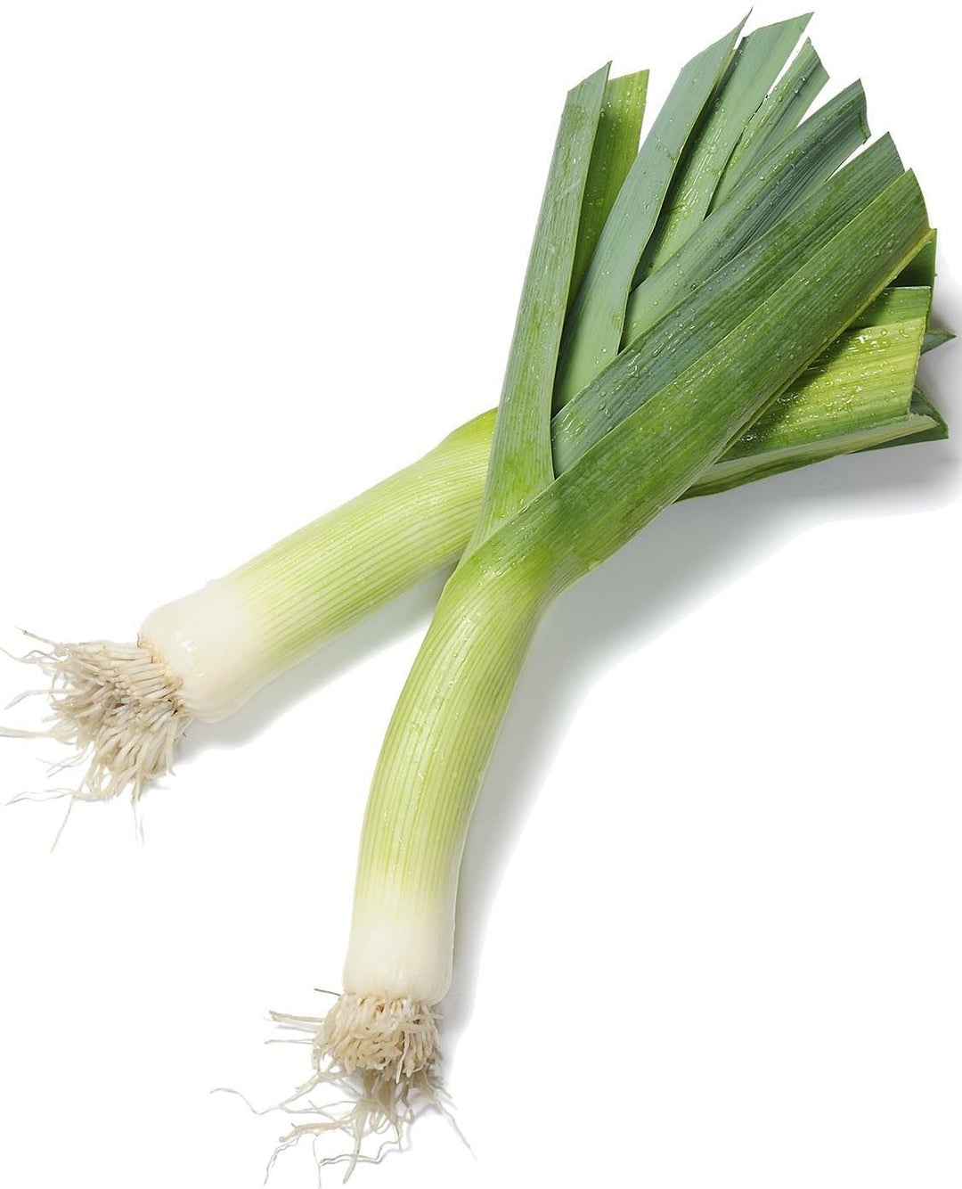 Leek | The Living Seed Company LLC