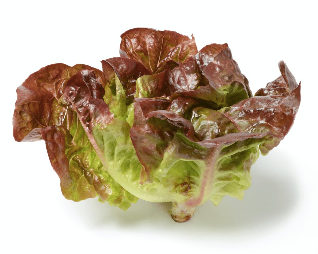 Lettuce | The Living Seed Company LLC